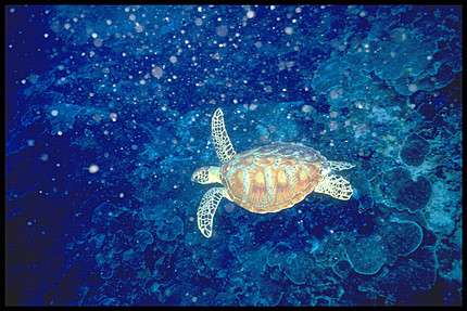 tortugas de mar. tortugas de mar. de Sueños…